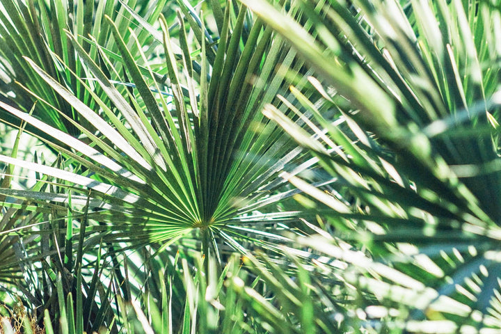 5 Promising Benefits of Saw Palmetto